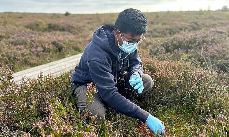 Украшая дом к Новому году, вы можете принести отпечаток ДНК местности - фото