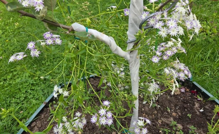 Вырастет неизвестно что: во Владимирской области продавали саженцев плодовых культур, не включенных в Госреестр - фото