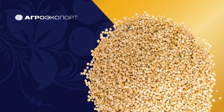 Россия развивает производство киноа с собственными сортами, и уже есть экспортные поставки