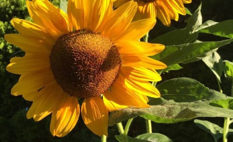 Дагестанские аграрии собрали в 2025 году больше подсолнечника по сравнению с прошлогодним урожаем