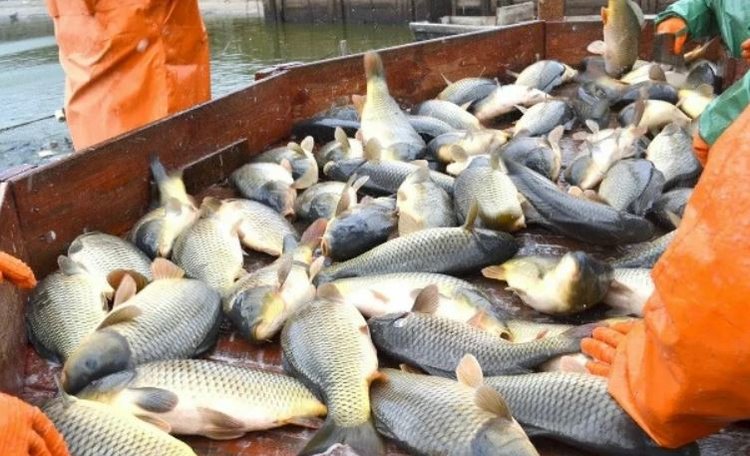 Водные угодья с товарной рыбой в Ставропольском крае занимают свыше 60 тысяч гектаров