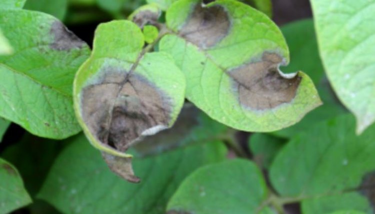 Самые проблемные штаммы фитофторы на картофеле 2025: стратегии борьбы 2026  - фото