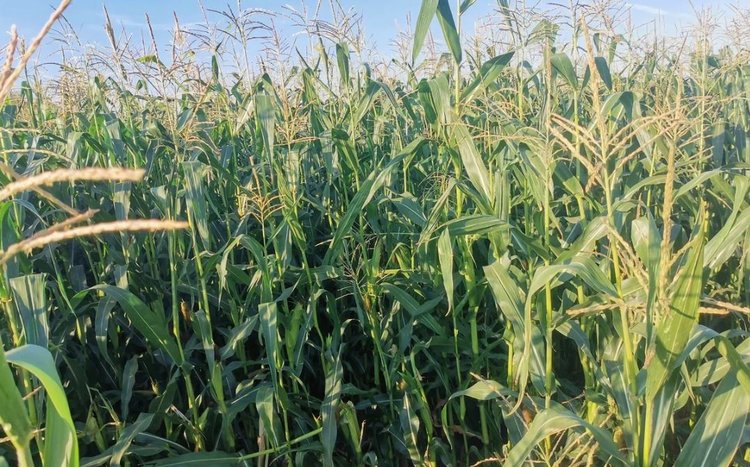 Во Франции стартовала новая программы по выращиванию регенеративной кукурузы - фото