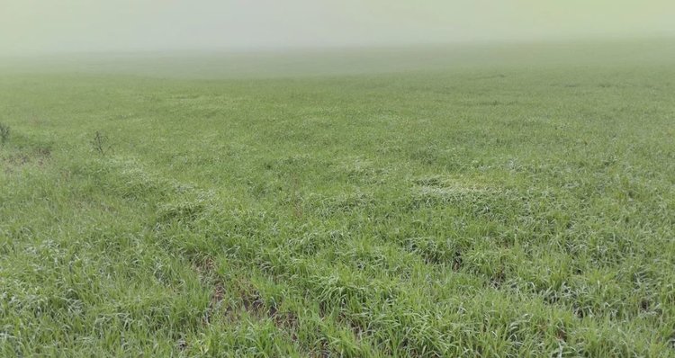 Аграрии ДНР на 90% перешли на сорта отечественной селекции