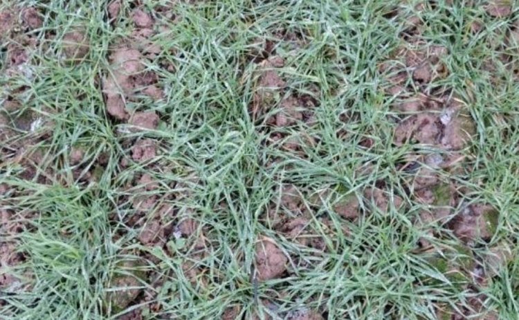 Как зимуют озимые в Тверской области: есть факторы риска