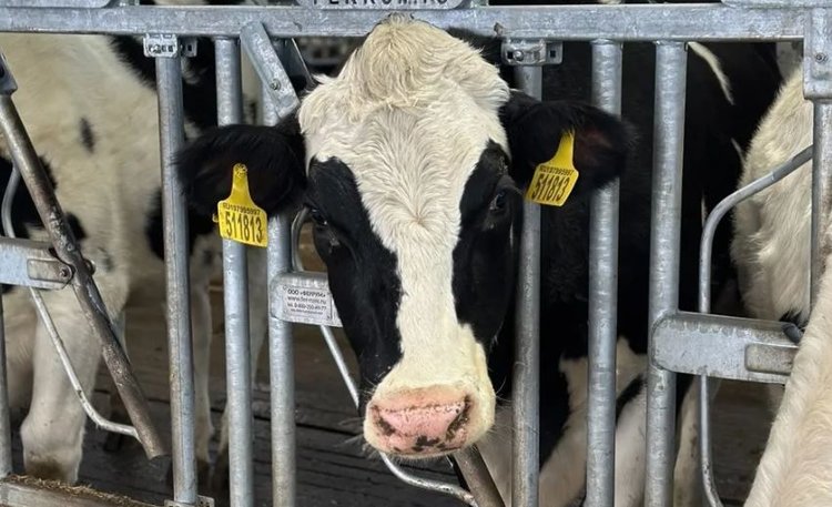 В Оренбуржье утвердили программу развития молочной отрасли на период 2026–2030 годов