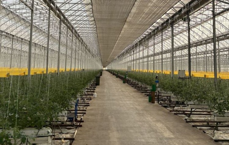 Цифровизация мониторинга вредителей в теплицах уже стала реальностью - фото