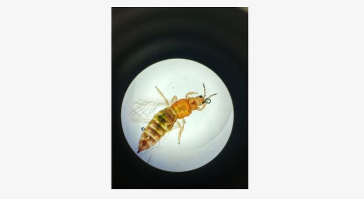 Западный цветочный трипс - вредитель года - фото