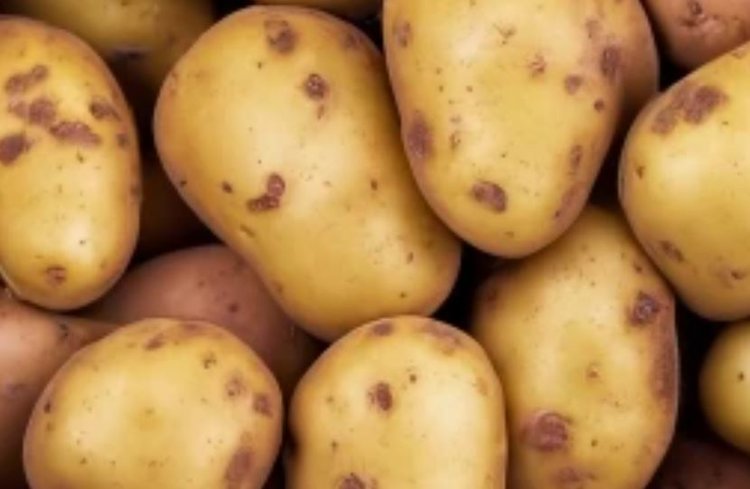 Для борьбы с паршой пробуют низкие дозы популярного гербицида превратить в стимулятор - фото