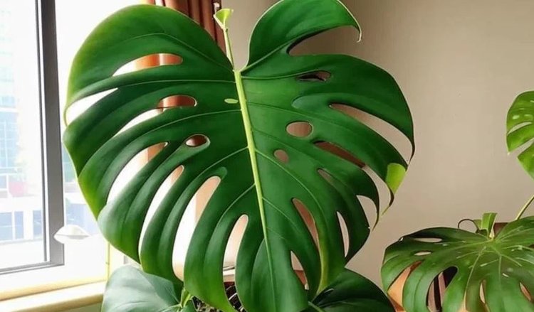 Овсяная вода: полезная подкормка для комнатных растений от Года Лошади - фото