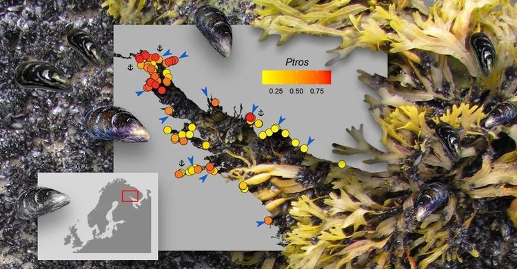 Способ различать мидий-двойников открыли российские исследователи для целей аквакультуры - фото