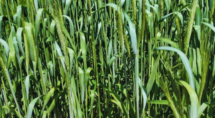 Аргентина будет больше сеять тритикале с 2 новыми сортами