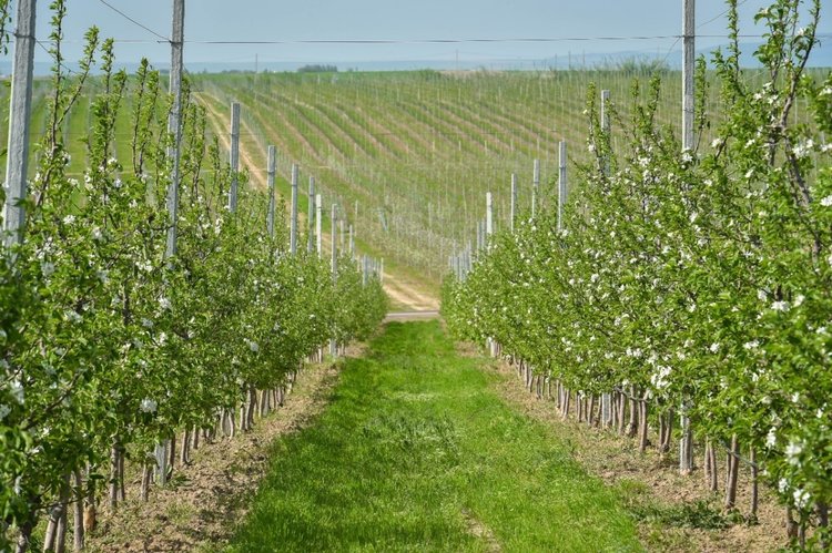 В этом году Пензенская область продолжила прирастать плодовыми и ягодными гектарами