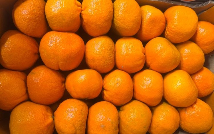 8 видов цитрусовых плодов экспортируют в Россию 14 стран мира