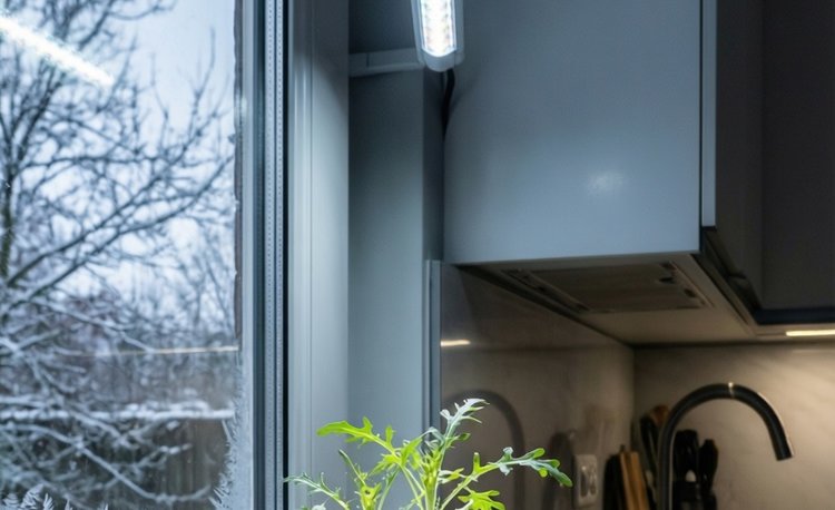 Руккола на подоконнике зимой и круглый год: быстрая зелень и значение сортов - фото