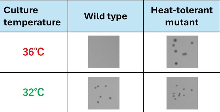 Термостойкие микробные биоудобрения и новаторский подход к их производству - фото