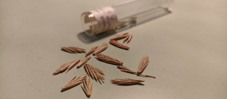 Пырей ползучий: интересные факты о сорняке-властелине подземного царства