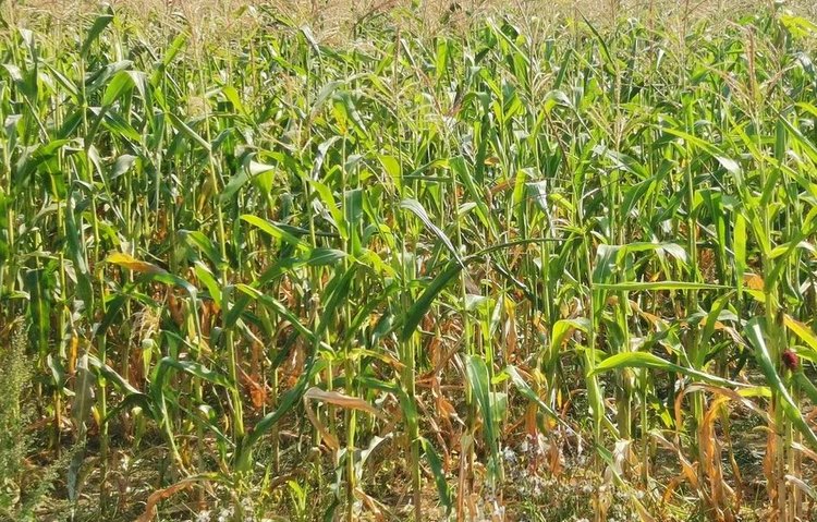 Современной кукурузе возвращают корневую память предков для нитрификации - фото