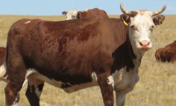 Оренбургская область потратит 555 тысяч рублей на новый нацпроект по геномной селекции в этом году