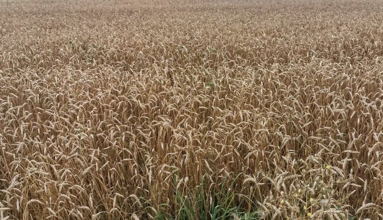 Ставропольским аграриям в этом году выделяют почти 5 млрд господдержки 