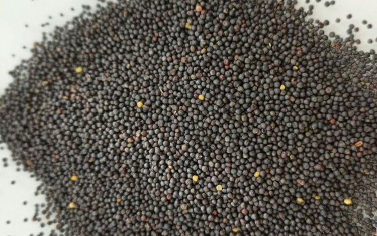 Озимым рапсом под урожай 2026 в Брянской области засеяли свыше 90 тысяч гектаров