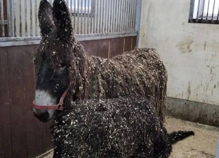 Редкую породу ослов Пуату привезли в хозяйство Сергиево-Посадского округа - фото