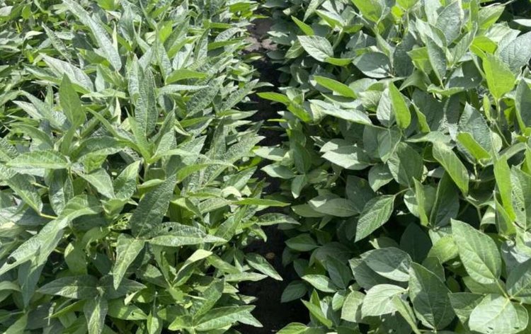 Больше — не всегда лучше: узкие листья оптимизируют использование света у сои - фото