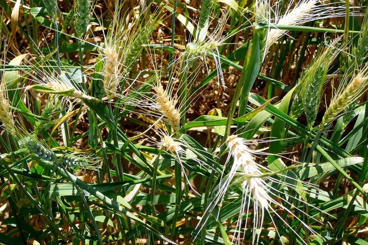 В борьбу с почвенными патогенами зерновых и бобовых в Австралии инвестируют 34 млн долларов США