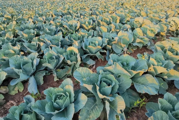 Духи для привлечения паразитических нематод слизней защитят капусту - фото