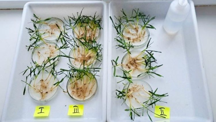 В Мелитопольской районе Запорожской области ни одно поле озимых не пострадало по итогам января 2026 - фото