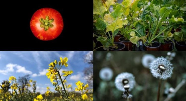 Одуванчики вошли в список 4 приоритетных культур для точной селекции в Великобритании - фото