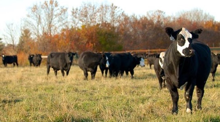 Соевый шрот нейтрализует токсикоз овсяницы у КРС - фото