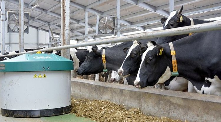 370 тысяч тонн молока нужно будет производить Челябинской области к 2030 году