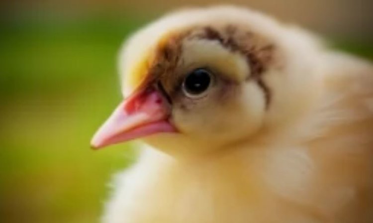 Первую отечественную вакцину против инфекционной анемии цыплят ВНИИЗЖ зарегистрирует в 2026 году  - фото