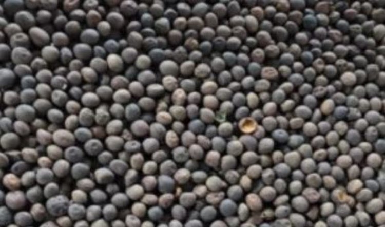 Мордовия поставила в Турцию крупную партию семян вики - фото