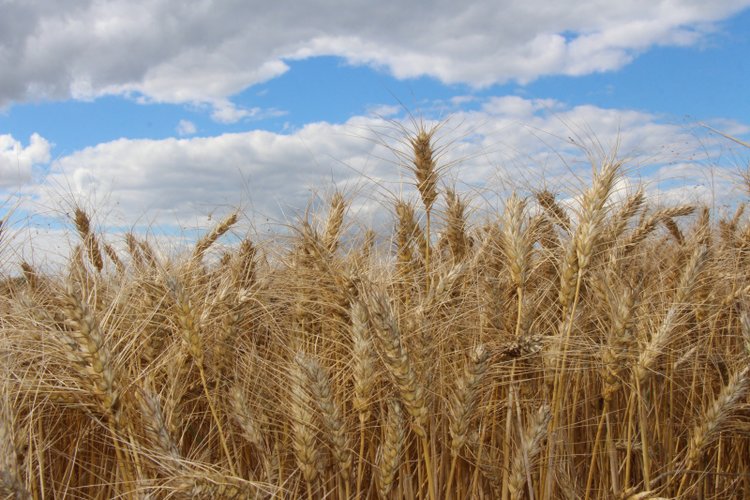 Максимально урожайные хозяйства Алтайского края по зерну в 2025 году - фото