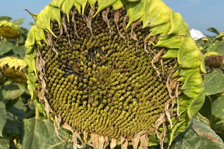 В Кабардино-Балкарии производство подсолнечника увеличилось в 1,6 раза