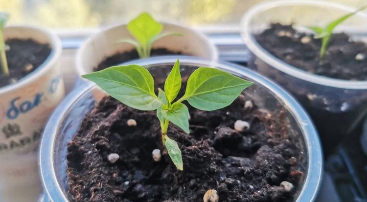 Как подготовить семена перцев на рассаду и вскрыть биохимический сейф поролоновой губкой - фото