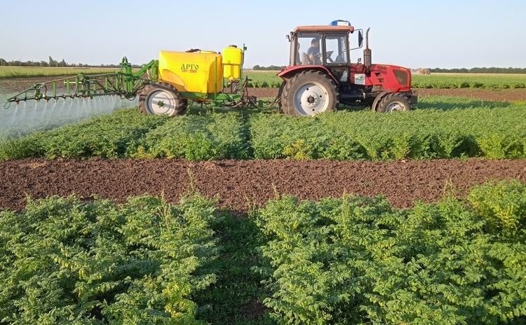 В Крыму есть все предпосылки для увеличения площадей под зернобобовыми культурами - фото