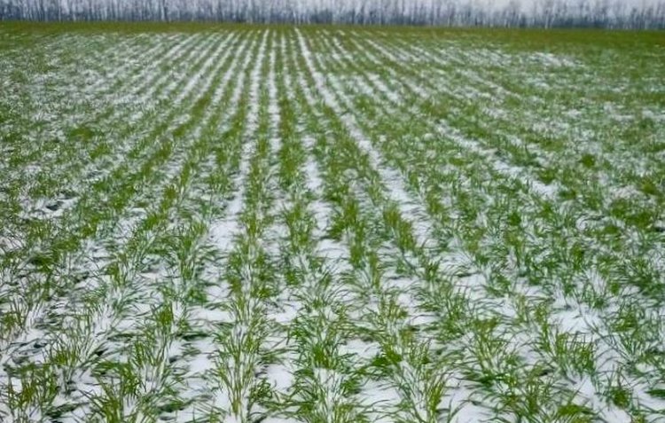 Как озимые Краснодарского края пережили экстремальный январь 2026 года