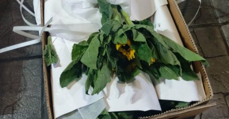 У китайских свежих цветов большая проблема с западным цветочным трипсом