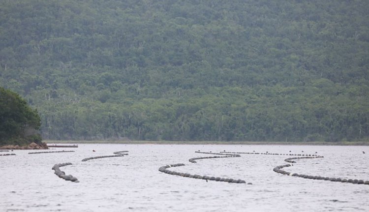 Приморская акваферма с гребешками и трепангами обновится благодаря господдержке