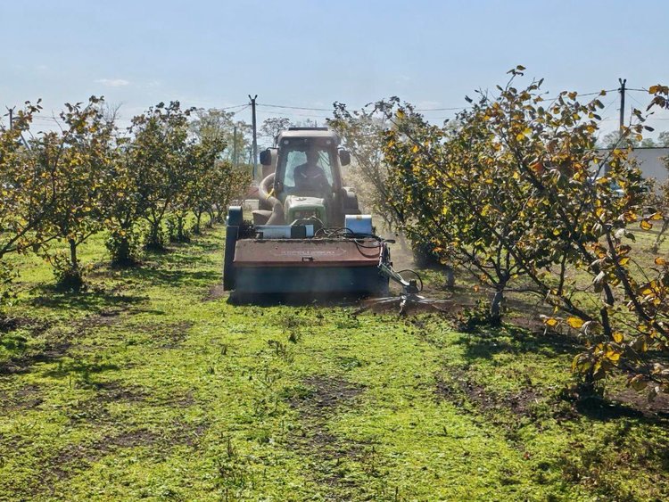 Как сделать выращивание фундука более экономичным