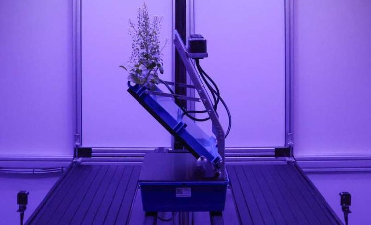 Круглосуточная сверхсистема слежки за корнями раскроет все их секреты - фото