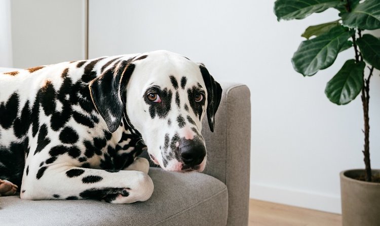 Дрожжевые экстракты произведут революцию в безмясных лечебных кормах для собак