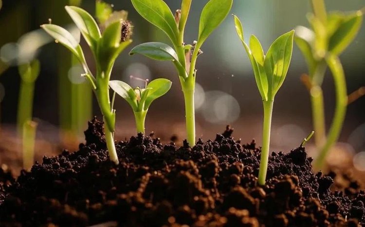 Госзакупки органической продукции должны стать важным стимулом биологизации земель - фото