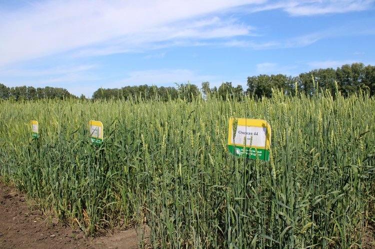 В Госреестр Кыргызстана включены восемь сортов селекции Омского АНЦ