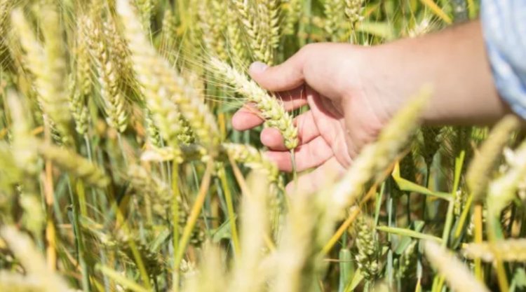 Гибридную пшеницу от Syngenta посеют по Франции уже в текущем 2026 году - фото