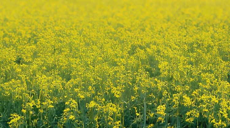 Липецкая область увеличит площади масличных культур в сезоне 2026: наибольший прирост по рапсу