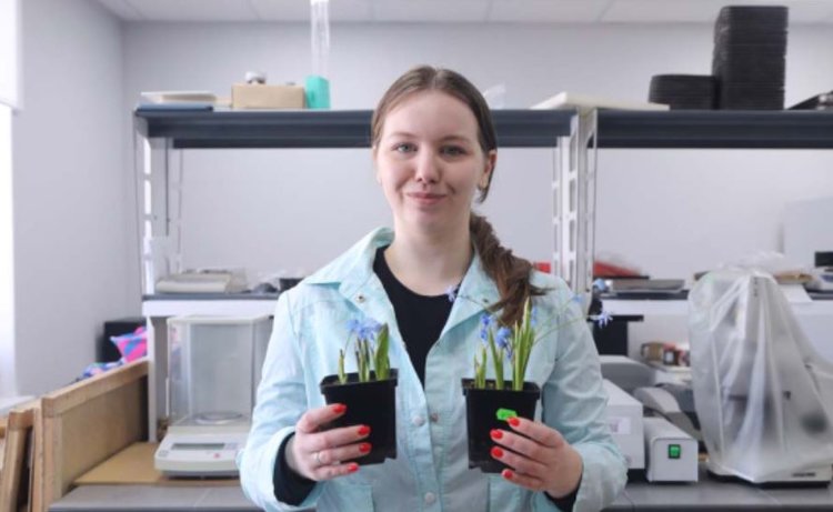 Замещение голландских луковичных цветов на российские проводят белгородские учёные